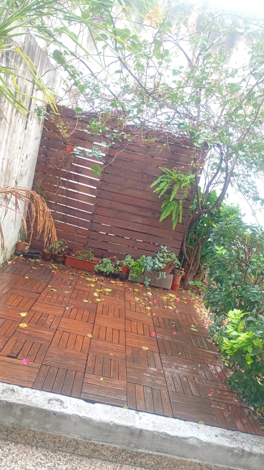 🏡 𝗔𝗟𝗤𝗨𝗜𝗟𝗘𝗥 𝗣𝗛 3 𝗔𝗠𝗕𝗜𝗘𝗡𝗧𝗘𝗦 𝗖𝗢𝗡 𝗙𝗢𝗡𝗗𝗢 𝗩𝗘𝗥𝗗𝗘 ☀️ — imagen 15